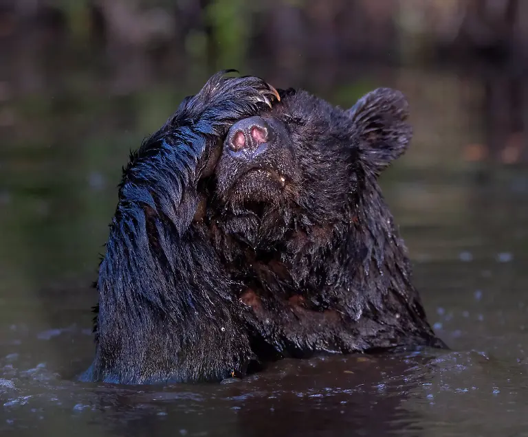 Good Grief, by Angela J Sanchez, The Nature Photography Contest 2025 Funny Nature  Finalist